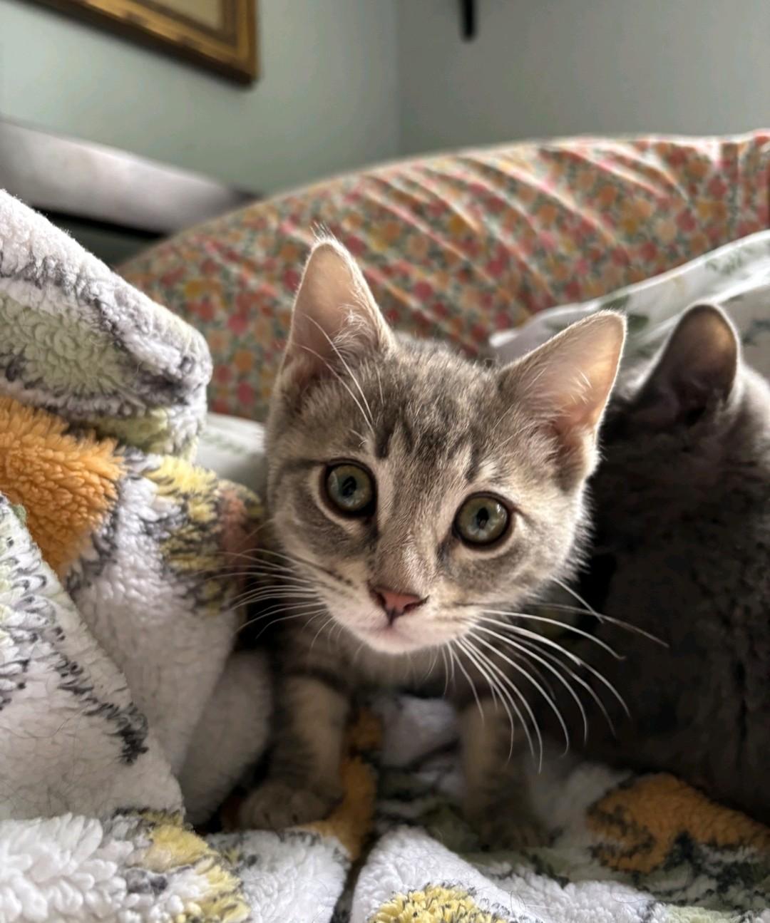 Laura-Nicole, a ADOPTABLE Domestic Medium Hair in Reno, NV image 3/6
