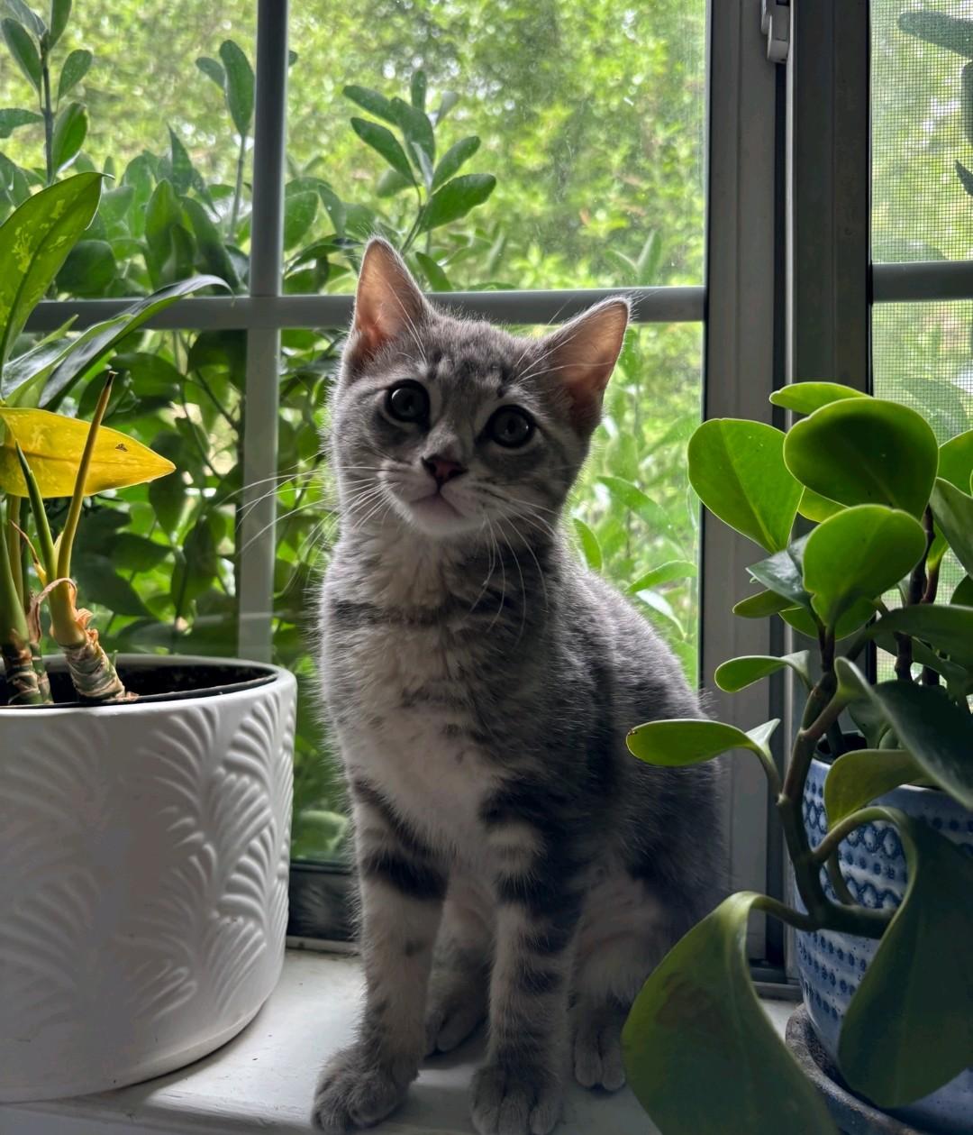 Laura-Nicole, a ADOPTABLE Domestic Medium Hair in Reno, NV image 2/6