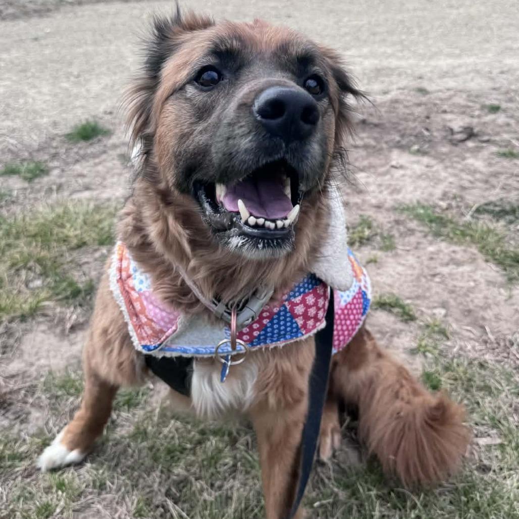 Sophie, Adoptable, Adult Female Retriever.