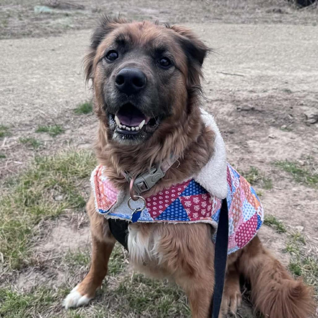 Enlarge Sophie, a Adoptable Retriever in Manhattan, KS image 2/4