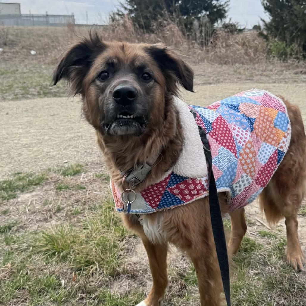 Enlarge Sophie, a Adoptable Retriever in Manhattan, KS image 3/4