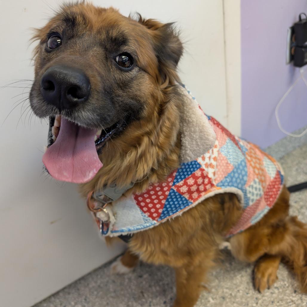 Enlarge Sophie, a Adoptable Retriever in Manhattan, KS image 4/4