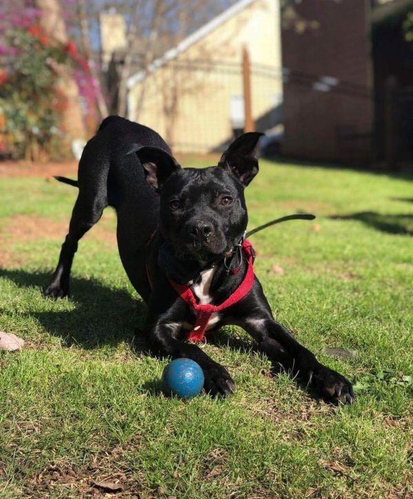Enlarge Bane, a Adoptable mixed breed in Douglasville, GA image 1/1