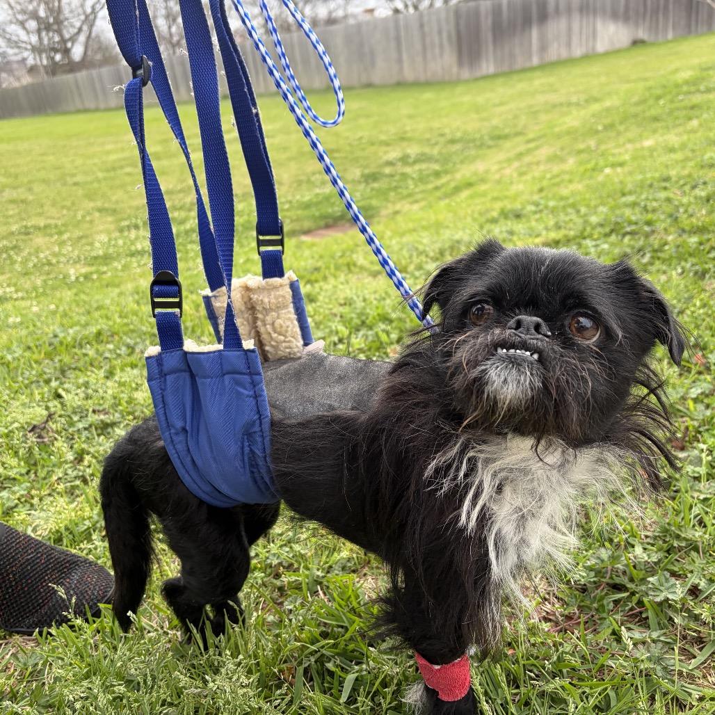Oreo Crumble, Adoptable, Adult Male Brussels Griffon.