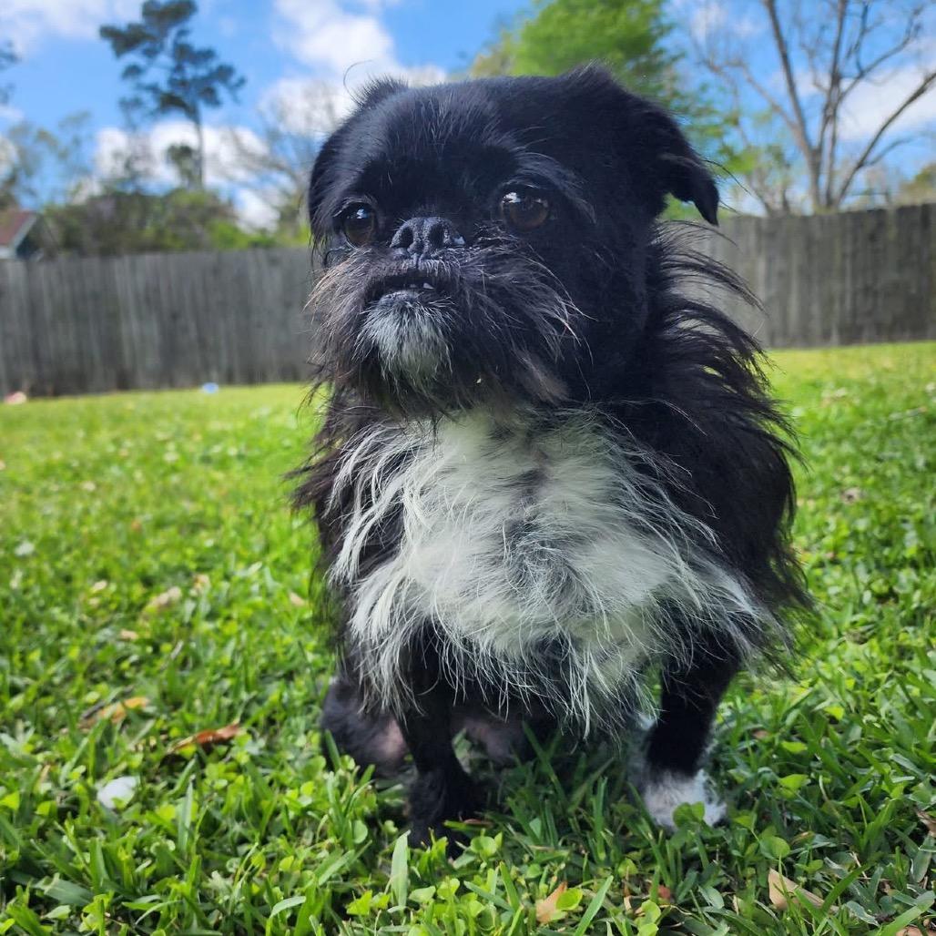Enlarge Oreo Crumble, a Adoptable Brussels Griffon in Houston, TX image 2/6