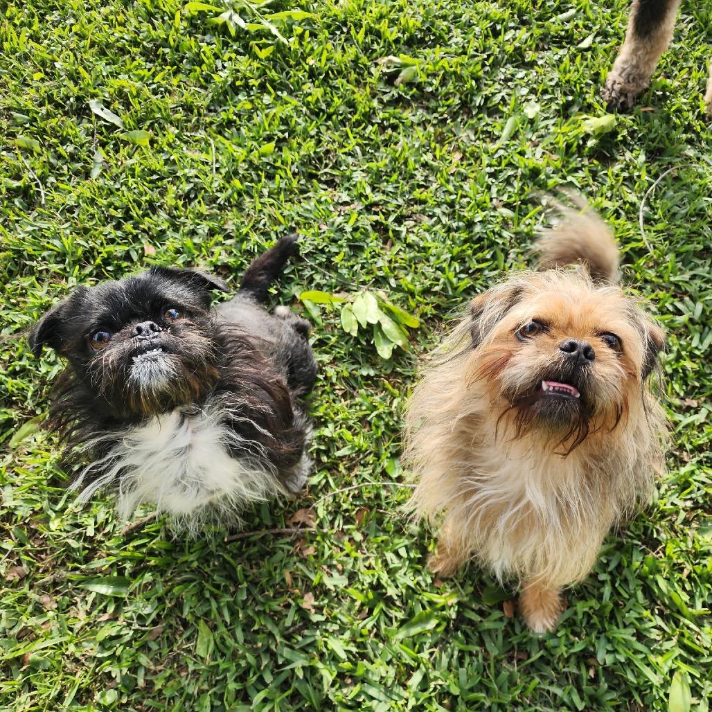 Enlarge Oreo Crumble, a Adoptable Brussels Griffon in Houston, TX image 3/6
