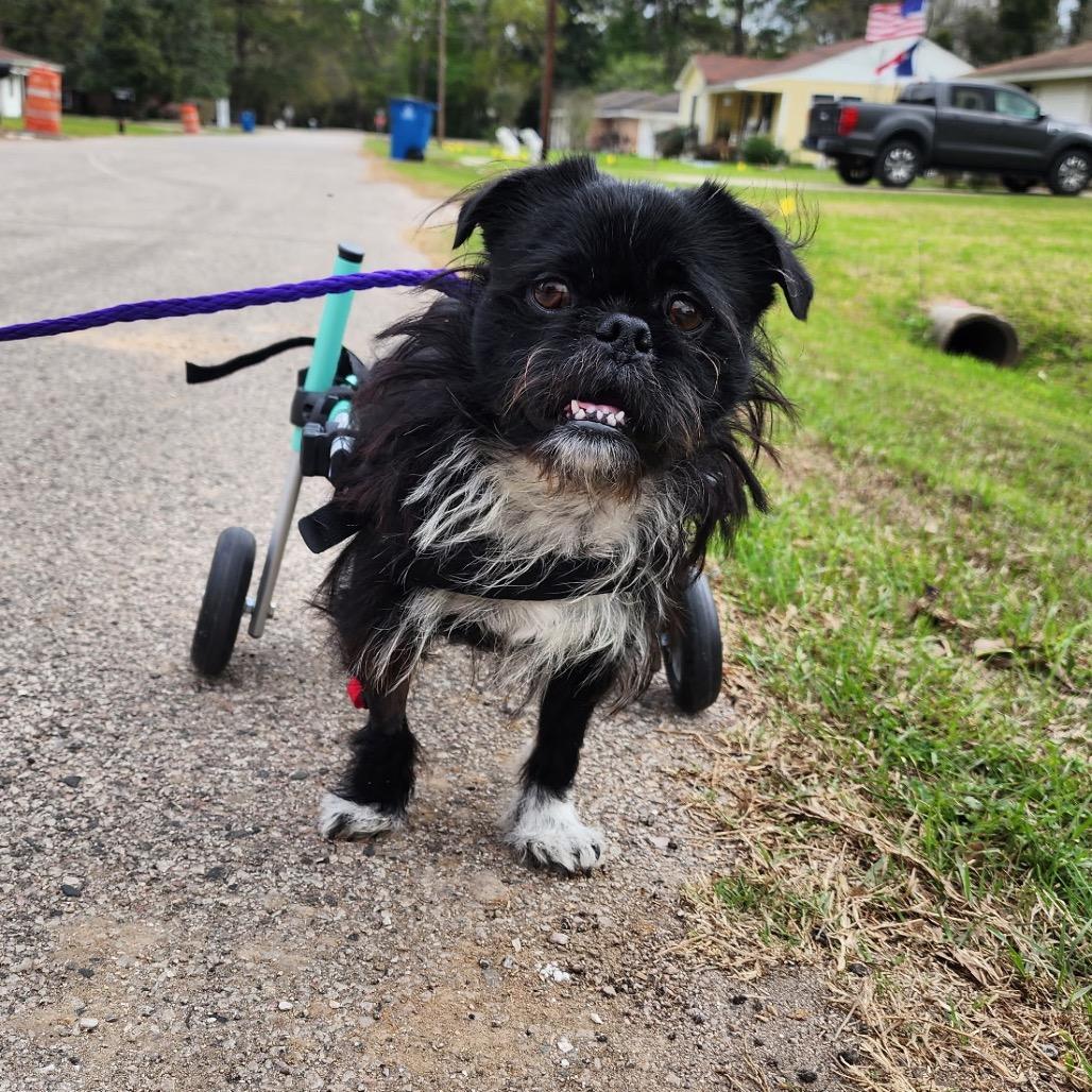 Enlarge Oreo Crumble, a Adoptable Brussels Griffon in Houston, TX image 4/6