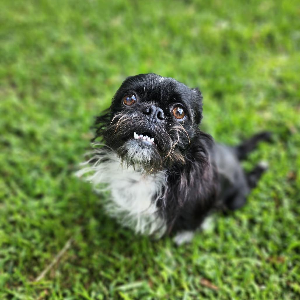 Enlarge Oreo Crumble, a Adoptable Brussels Griffon in Houston, TX image 5/6