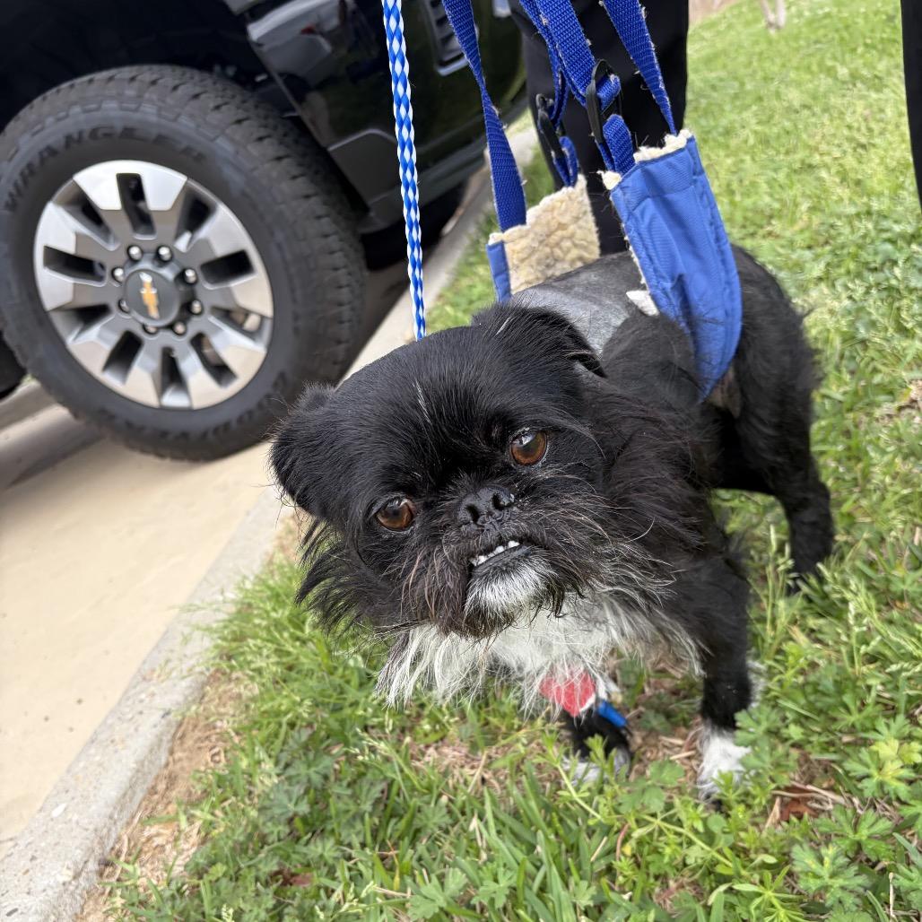 Enlarge Oreo Crumble, a Adoptable Brussels Griffon in Houston, TX image 6/6