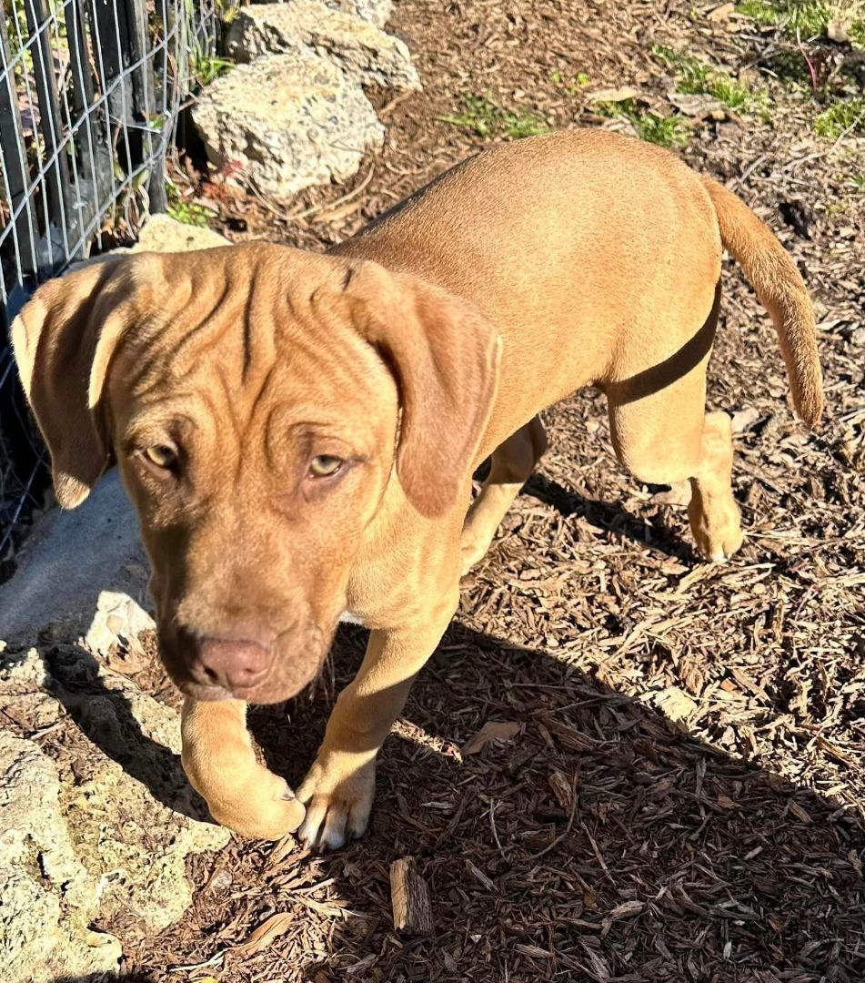 Twix, Adopted, Young Male Labrador Retriever.