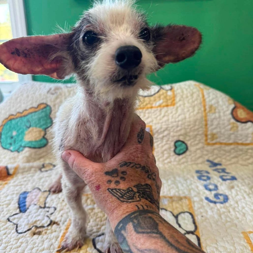 Enlarge Wiggles, a Adoptable Mixed Breed in Jackson, MO image 1/5