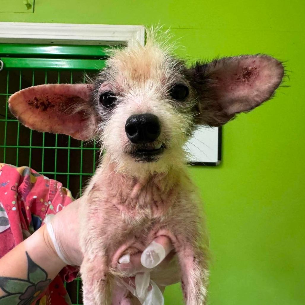 Enlarge Wiggles, a Adoptable Mixed Breed in Jackson, MO image 2/5