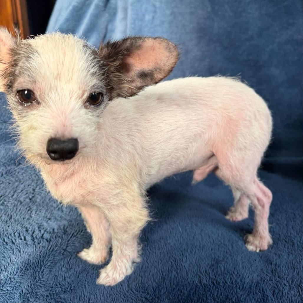 Enlarge Wiggles, a Adoptable Mixed Breed in Jackson, MO image 3/5