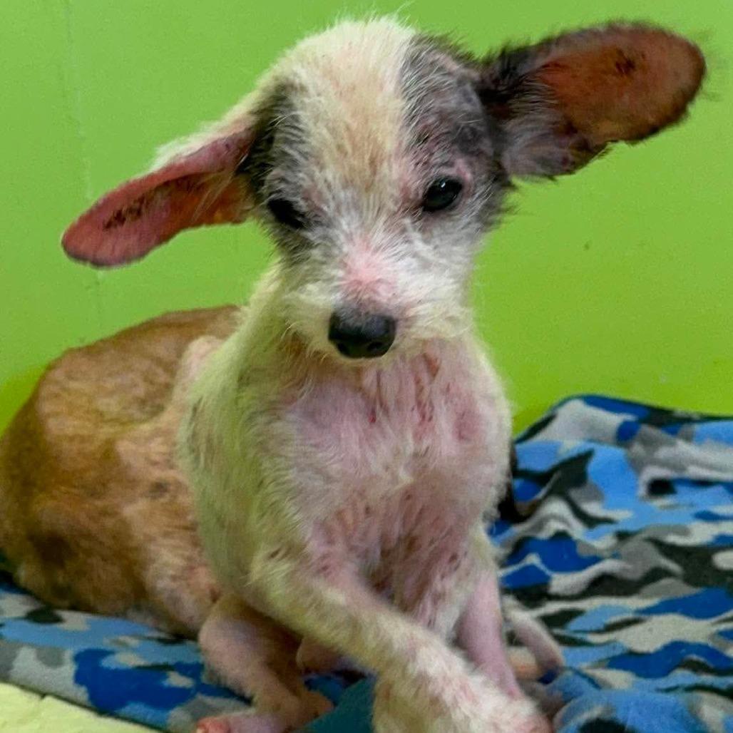 Enlarge Wiggles, a Adoptable Mixed Breed in Jackson, MO image 4/5