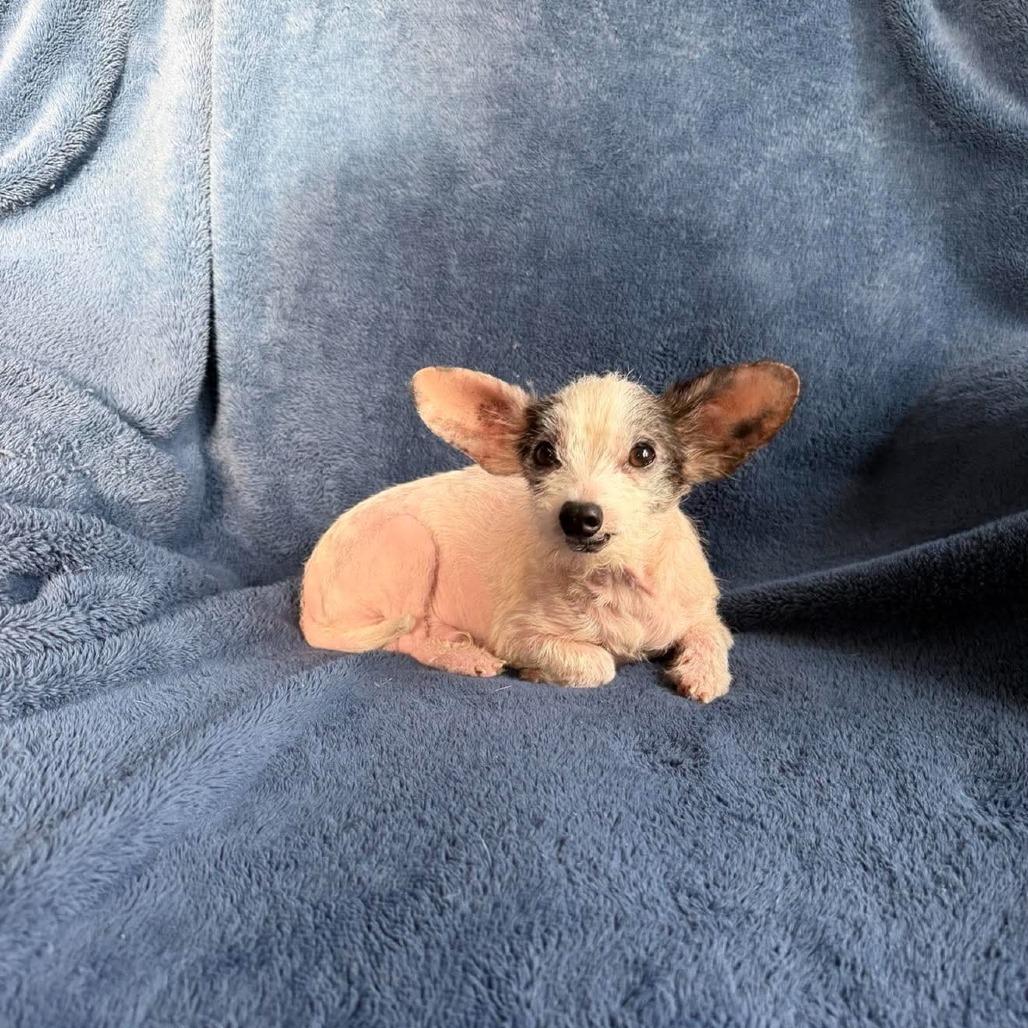 Enlarge Wiggles, a Adoptable Mixed Breed in Jackson, MO image 5/5