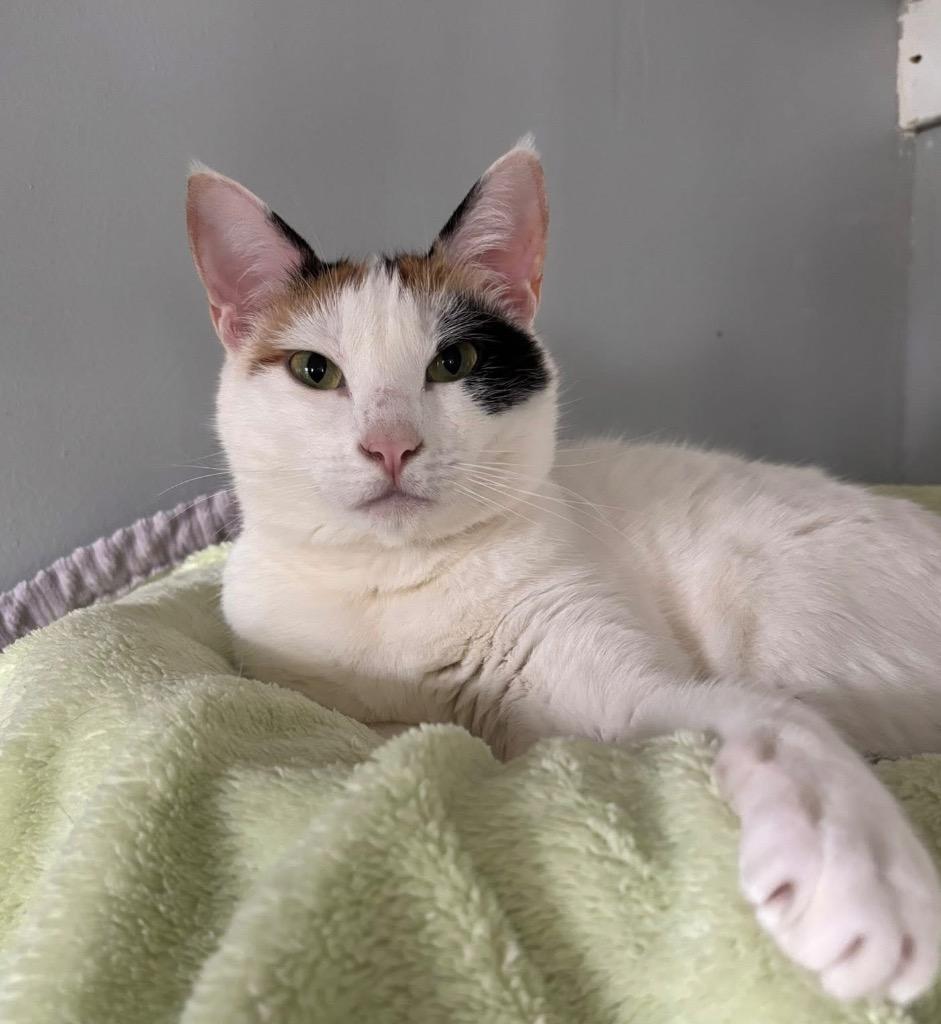 Enlarge Patches, a Adoptable mixed breed in Hampton, VA image 1/1