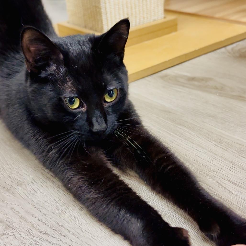 Whiskey, Adoptable, Young Male Domestic Short Hair.