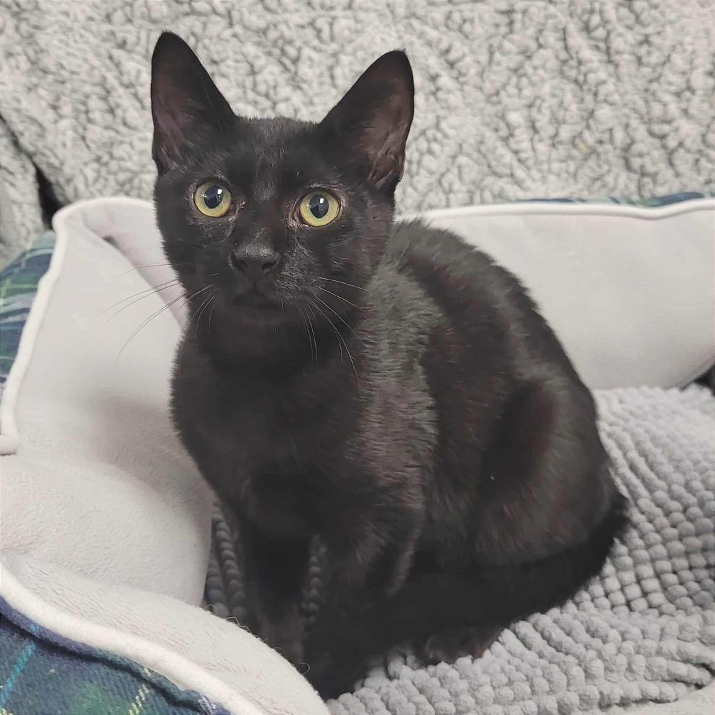 Enlarge Whiskey, a Adoptable Domestic Short Hair in Pleasant Hill, CA image 2/6