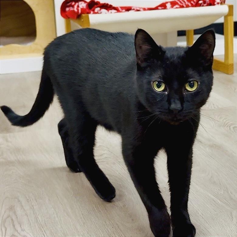 Enlarge Whiskey, a Adoptable Domestic Short Hair in Pleasant Hill, CA image 3/6