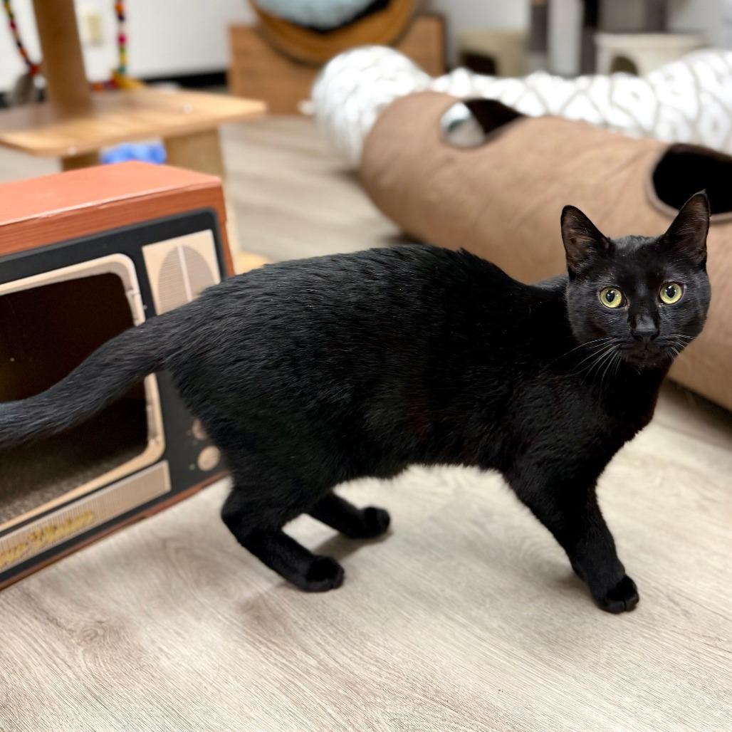 Enlarge Whiskey, a Adoptable Domestic Short Hair in Pleasant Hill, CA image 4/6