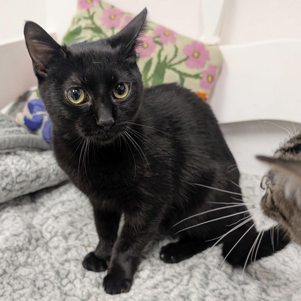 Enlarge Whiskey, a Adoptable Domestic Short Hair in Pleasant Hill, CA image 5/6