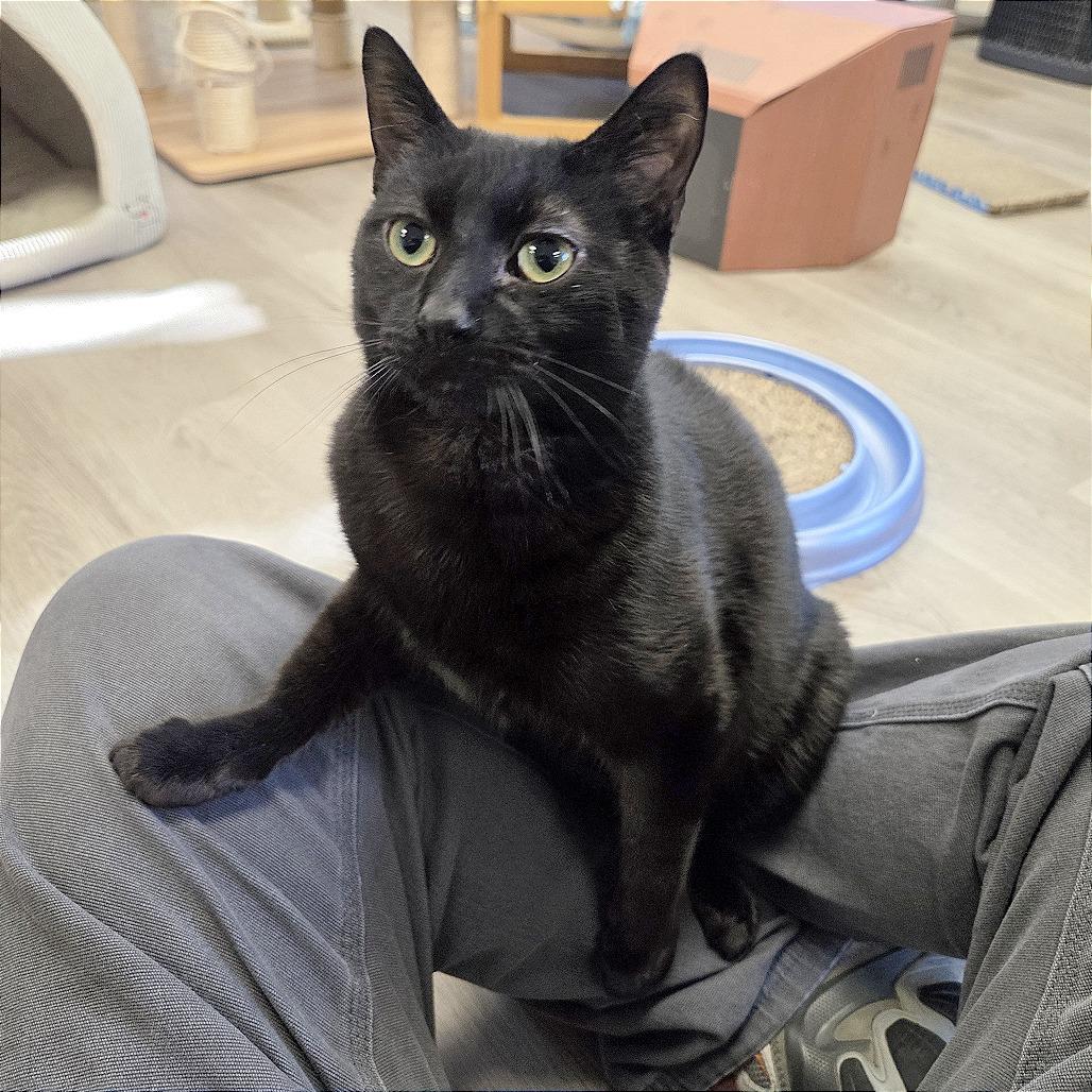 Enlarge Whiskey, a Adoptable Domestic Short Hair in Pleasant Hill, CA image 4/6