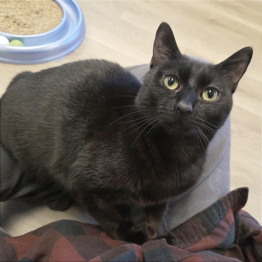 Enlarge Whiskey, a Adoptable Domestic Short Hair in Pleasant Hill, CA image 5/6