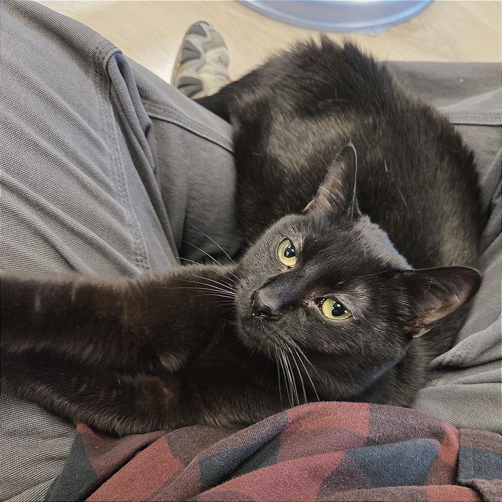 Enlarge Whiskey, a Adoptable Domestic Short Hair in Pleasant Hill, CA image 6/6