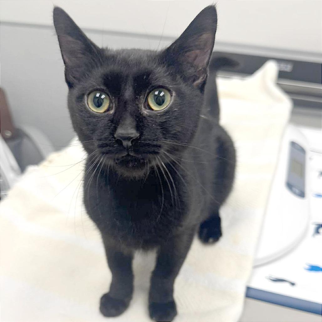 Enlarge Whiskey, a Adoptable Domestic Short Hair in Pleasant Hill, CA image 6/6