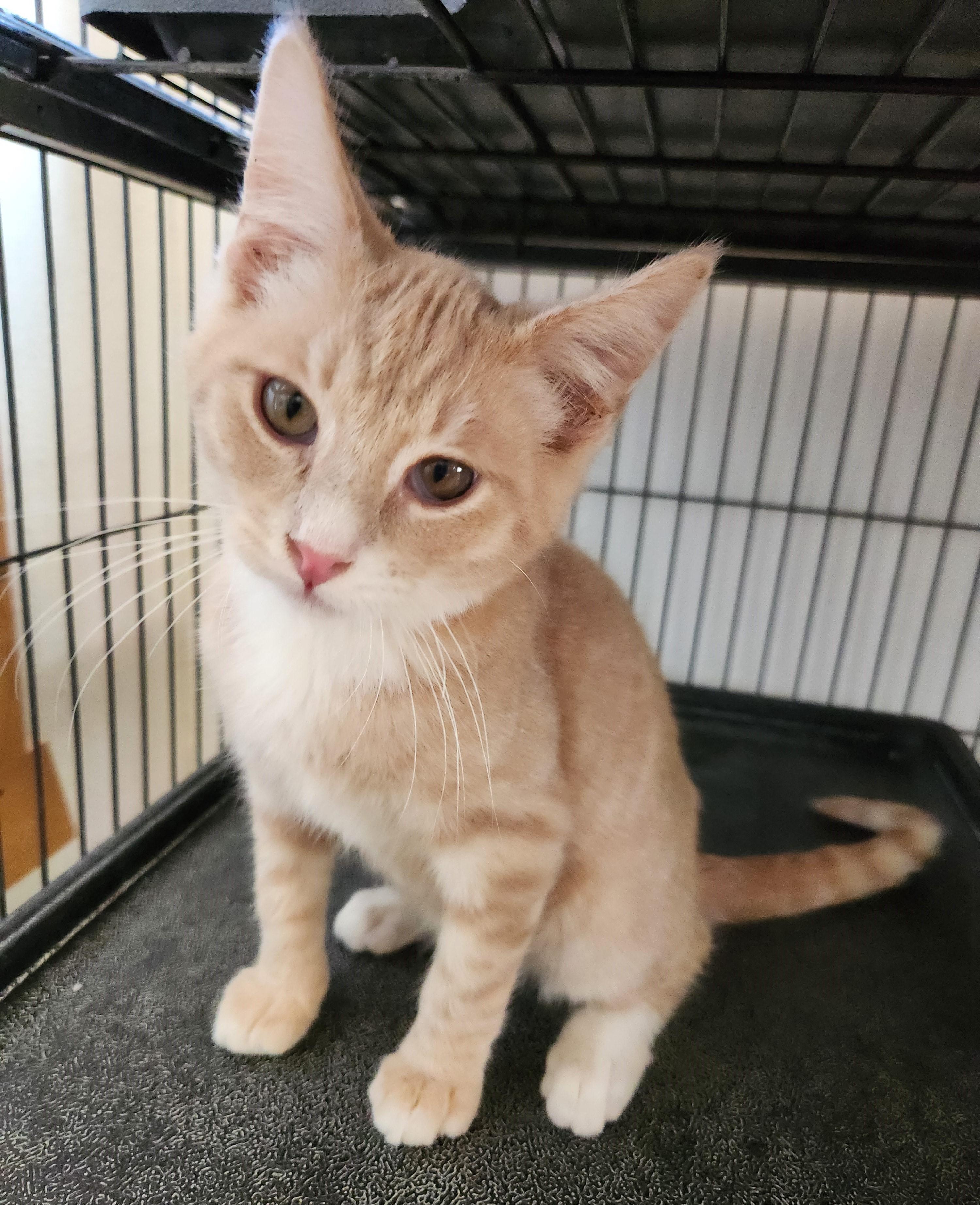 Howie, a Adoptable Domestic Short Hair in Yarnell, AZ image 1/3
