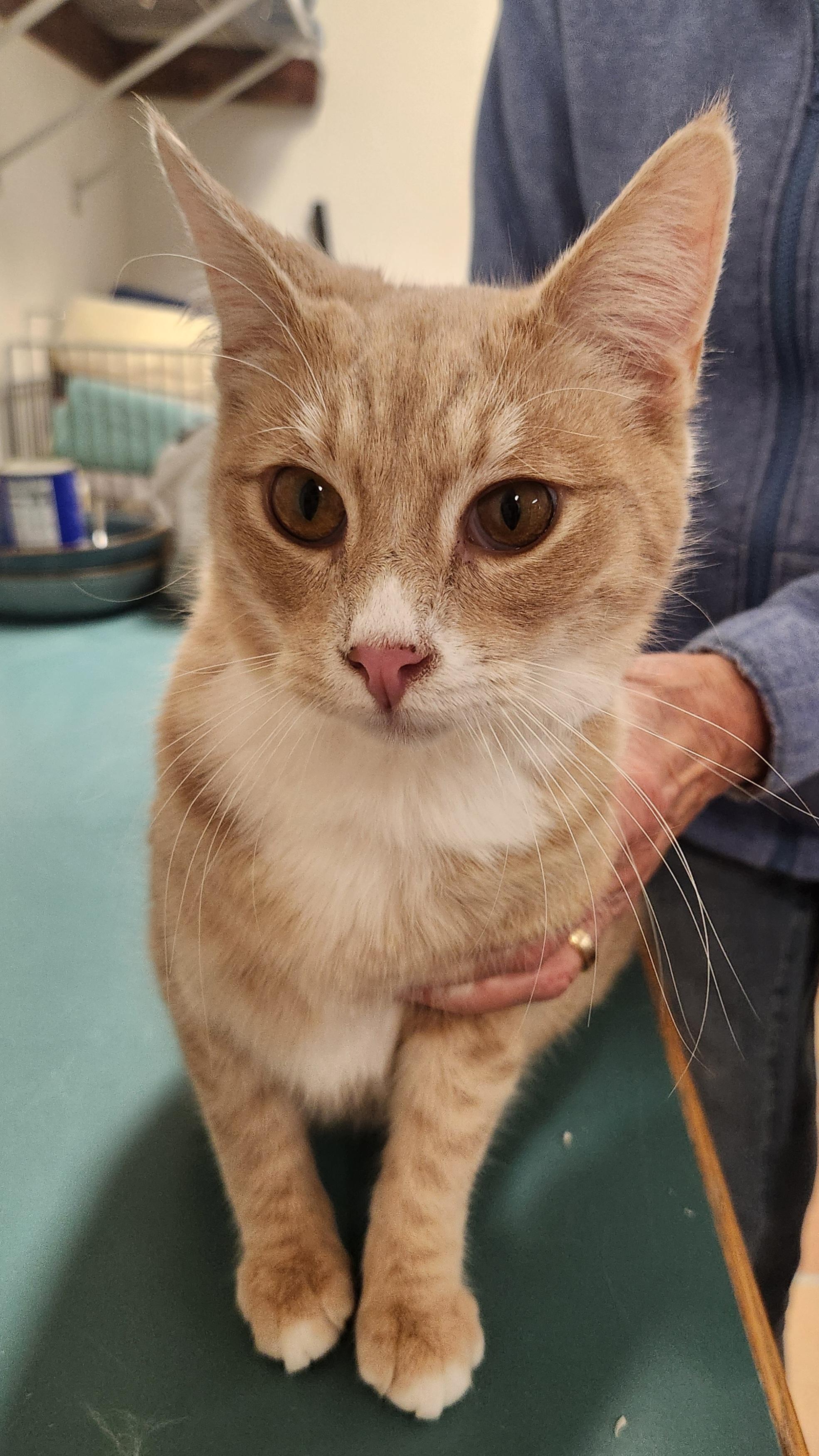 Enlarge Howie, a Adoptable Domestic Short Hair in Yarnell, AZ image 2/2