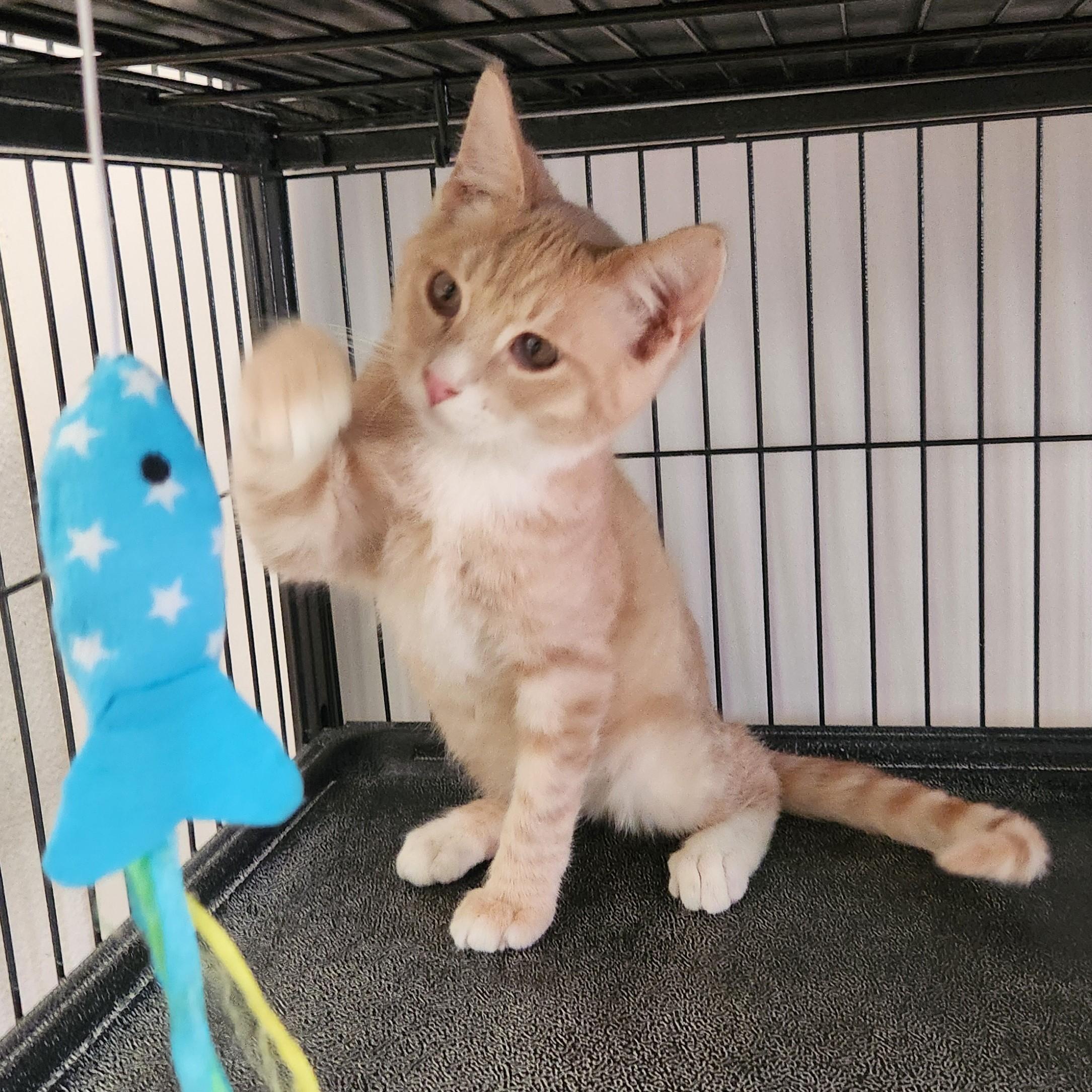 Howie, a Adoptable Domestic Short Hair in Yarnell, AZ image 2/3