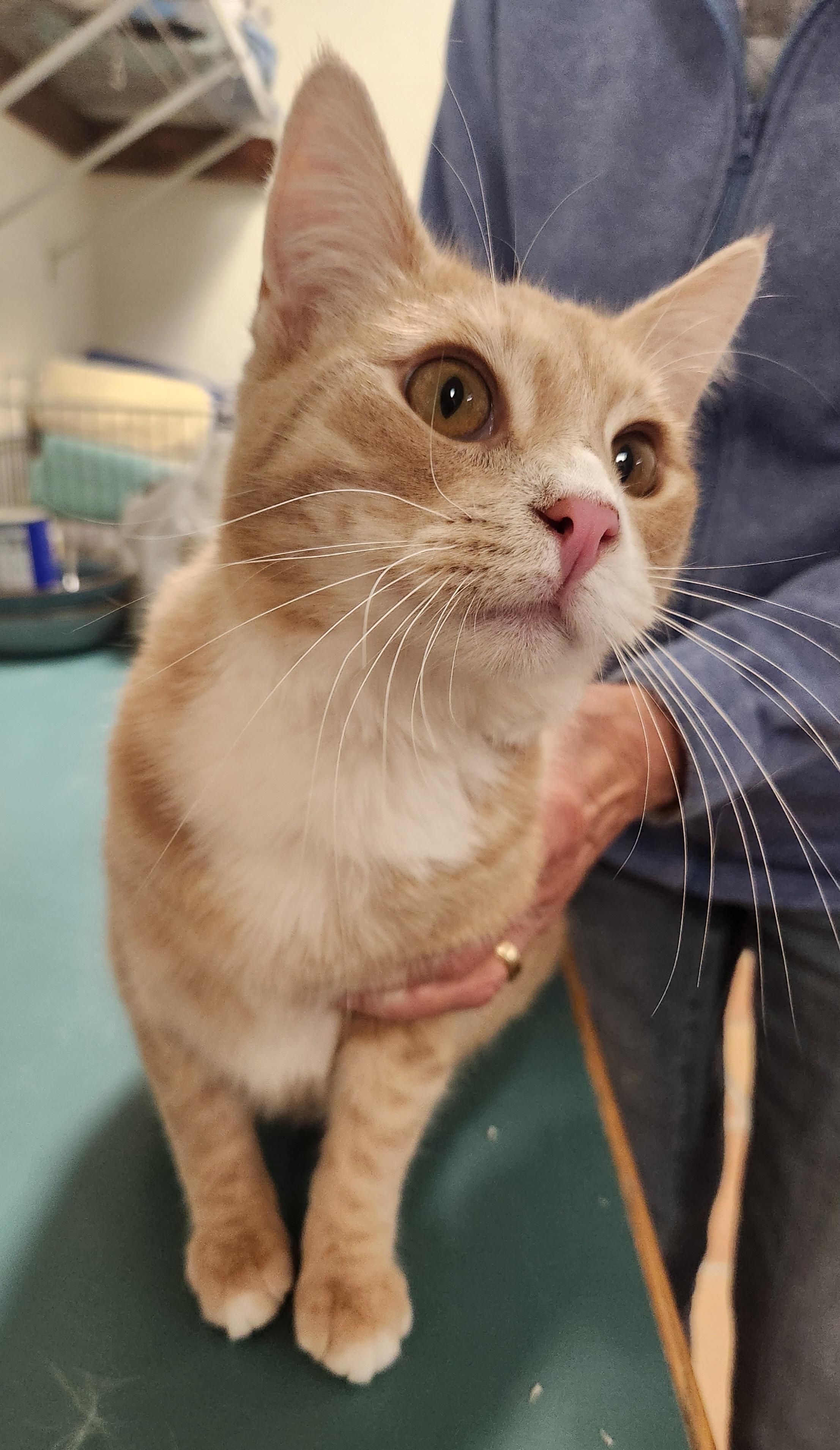 Howie, Adoptable, Young Male Domestic Short Hair.