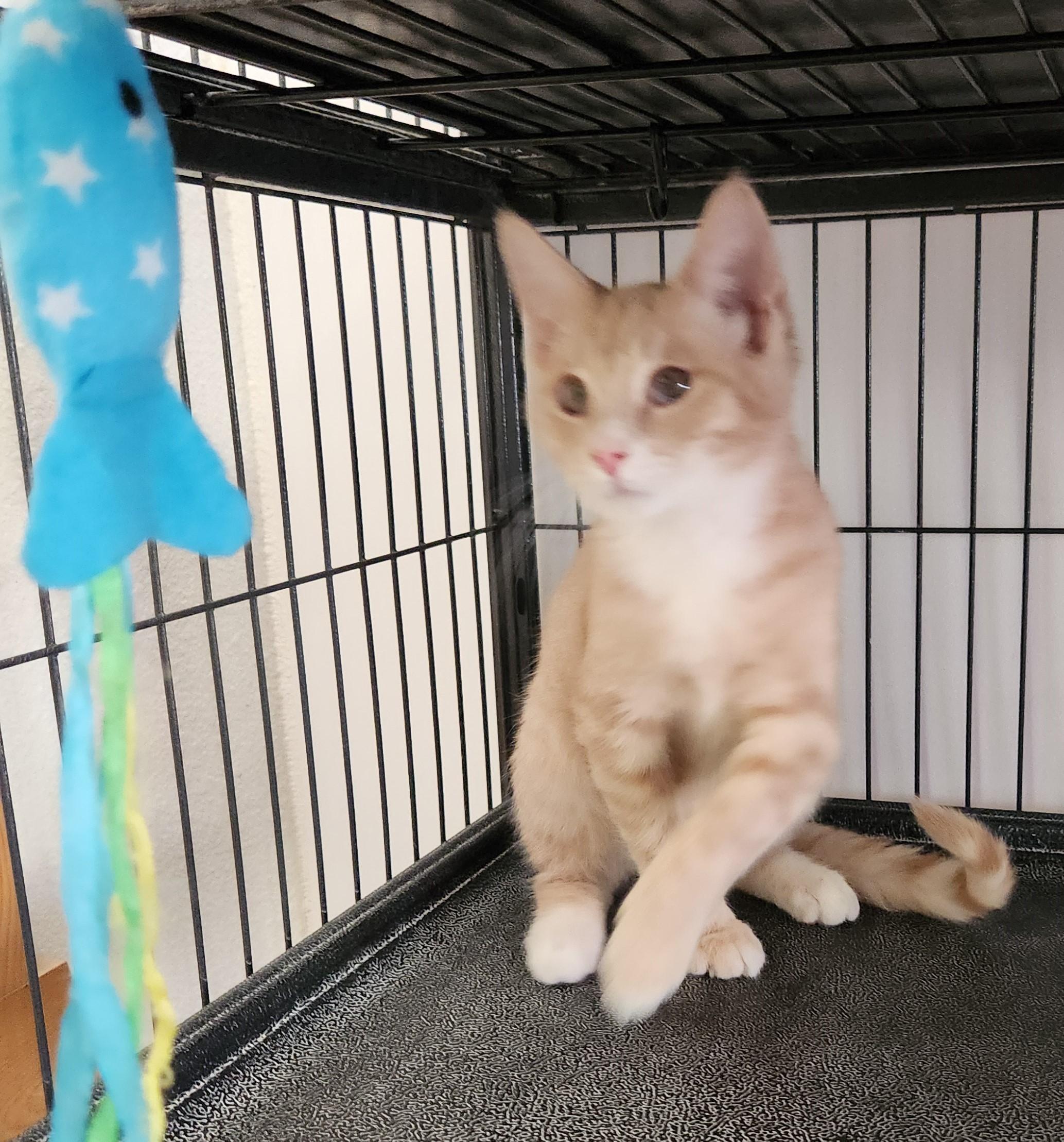 Howie, a Adoptable Domestic Short Hair in Yarnell, AZ image 3/3