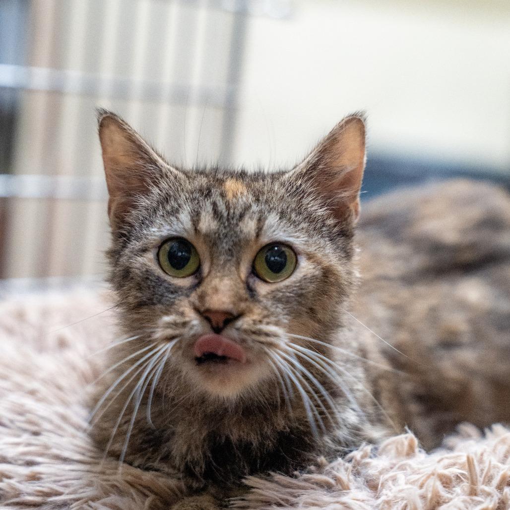 Jan, Adoptable, Adult Female Domestic Short Hair.