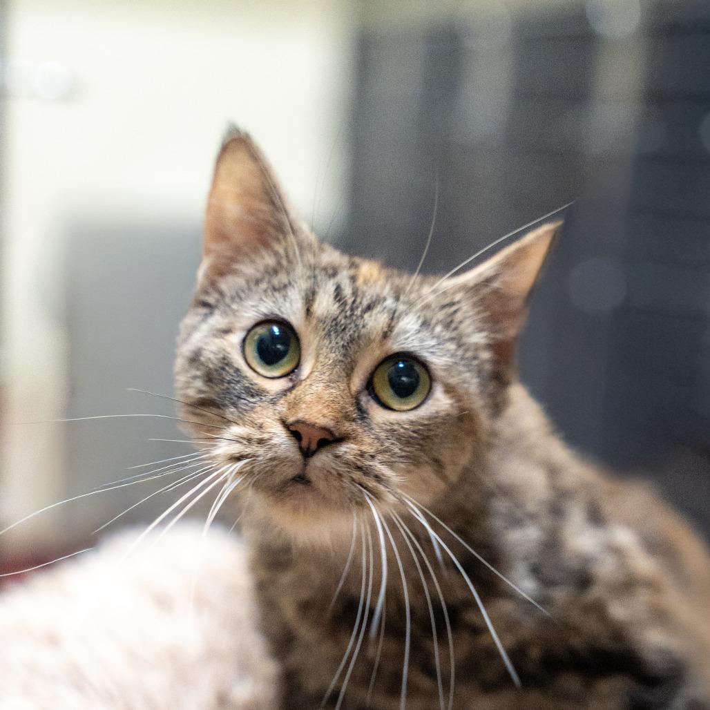 Enlarge Jan, a Adoptable Domestic Short Hair in Gainesville, GA image 2/2