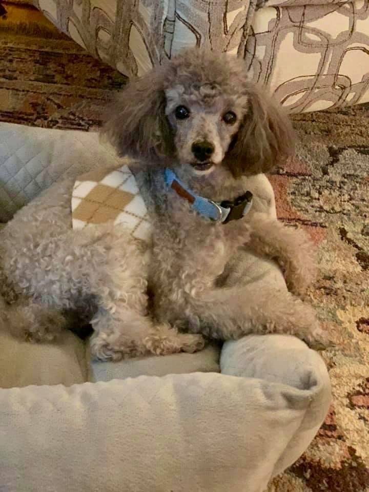 Daniel, Adoptable, Senior Male Poodle.