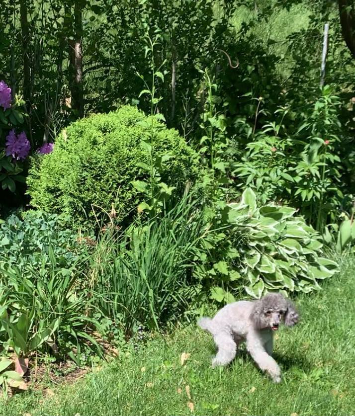 Daniel, a Adoptable Poodle in Somerville, MA image 3/9