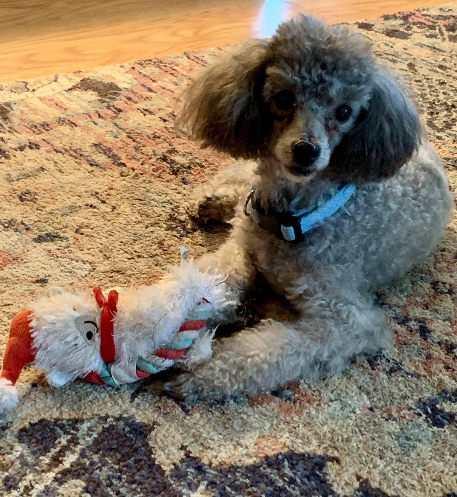 Daniel, a Adoptable Poodle in Somerville, MA image 4/9
