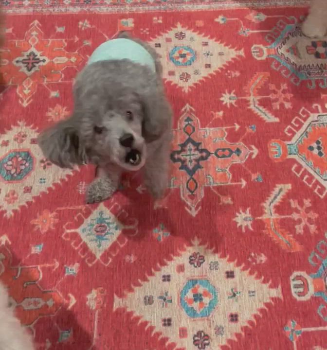 Enlarge Daniel, a Adoptable Poodle in Somerville, MA video 9/9