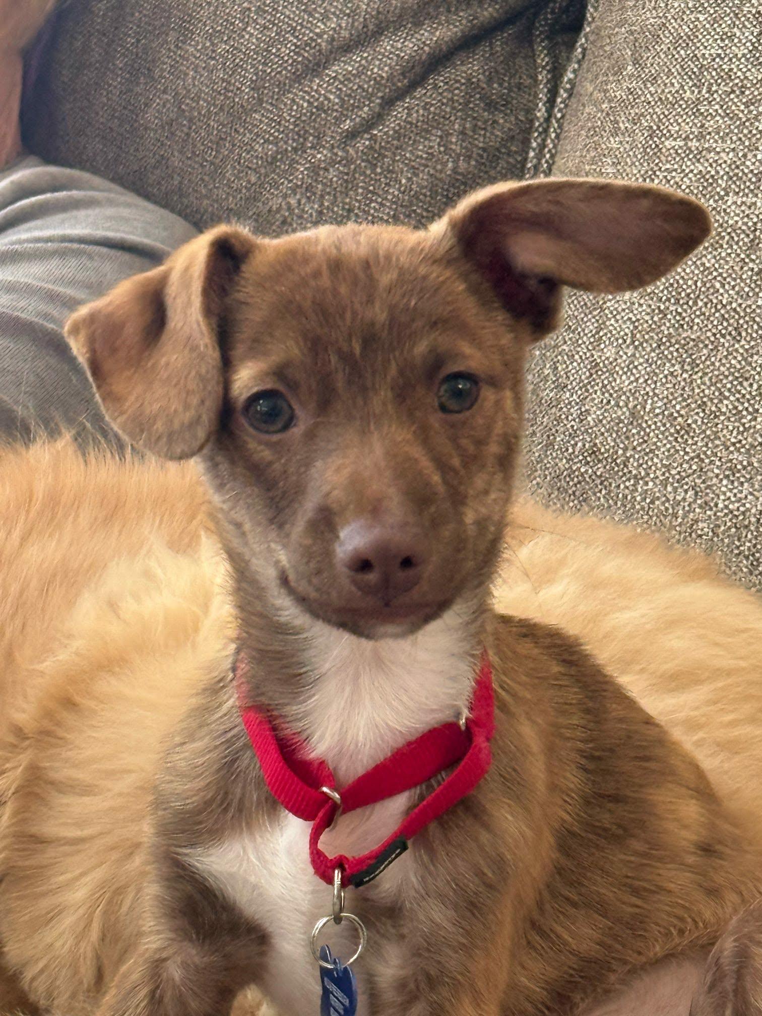 Brayden, adopted, Puppy Male Chihuahua.