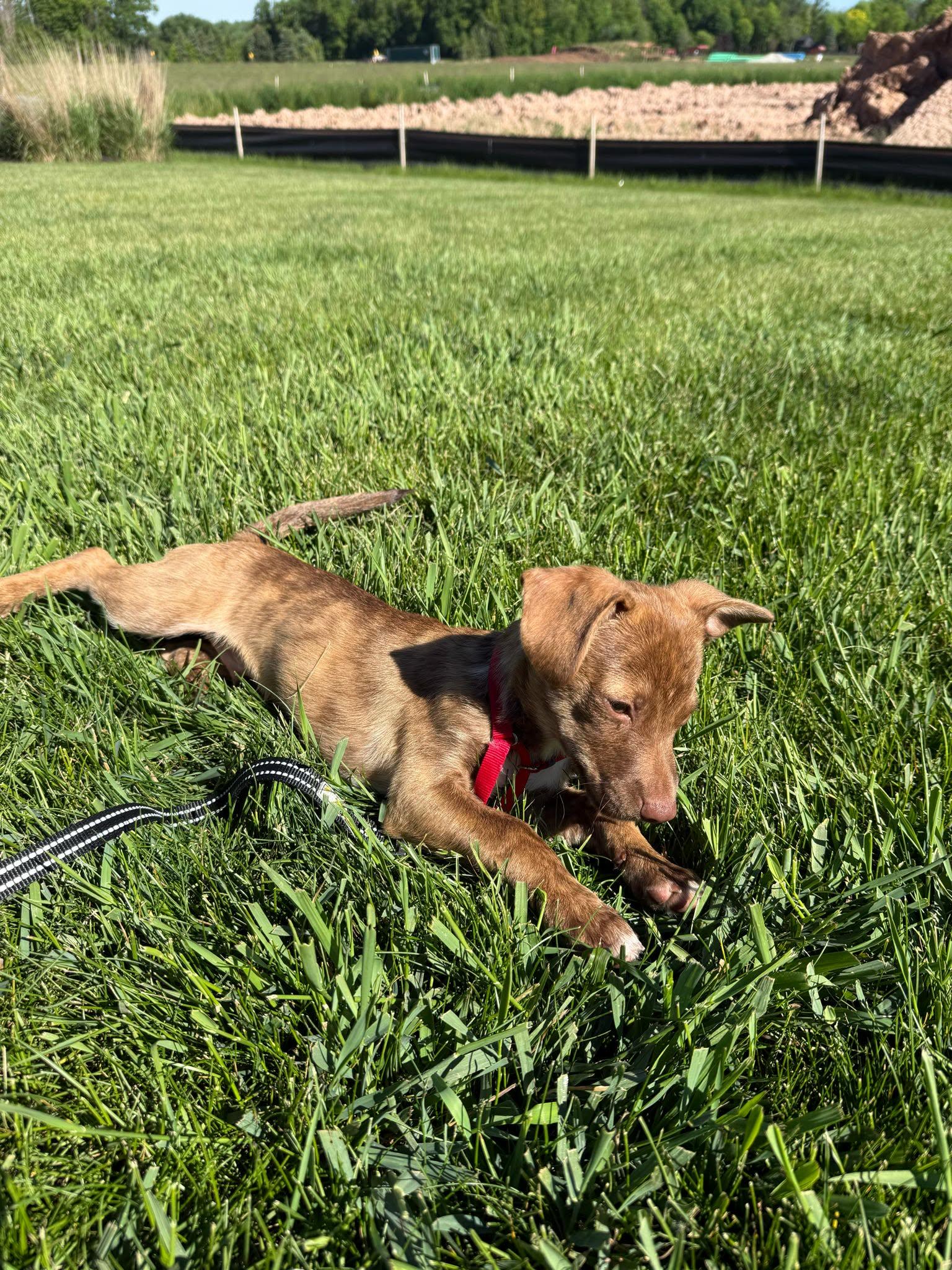 Brayden, an adopted mixed breed in De Pere, WI image 5/5
