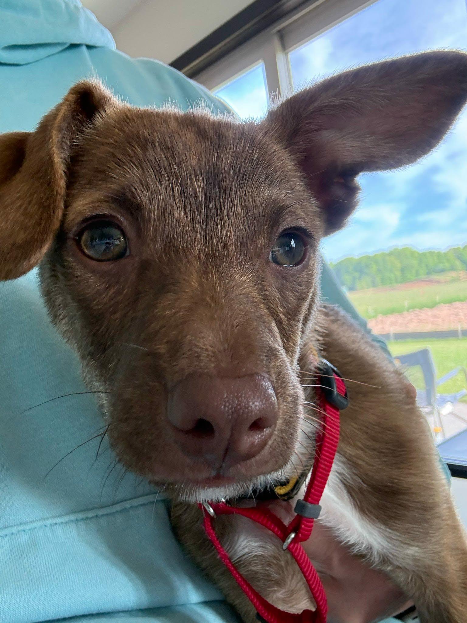 Brayden, an adopted mixed breed in De Pere, WI image 4/5