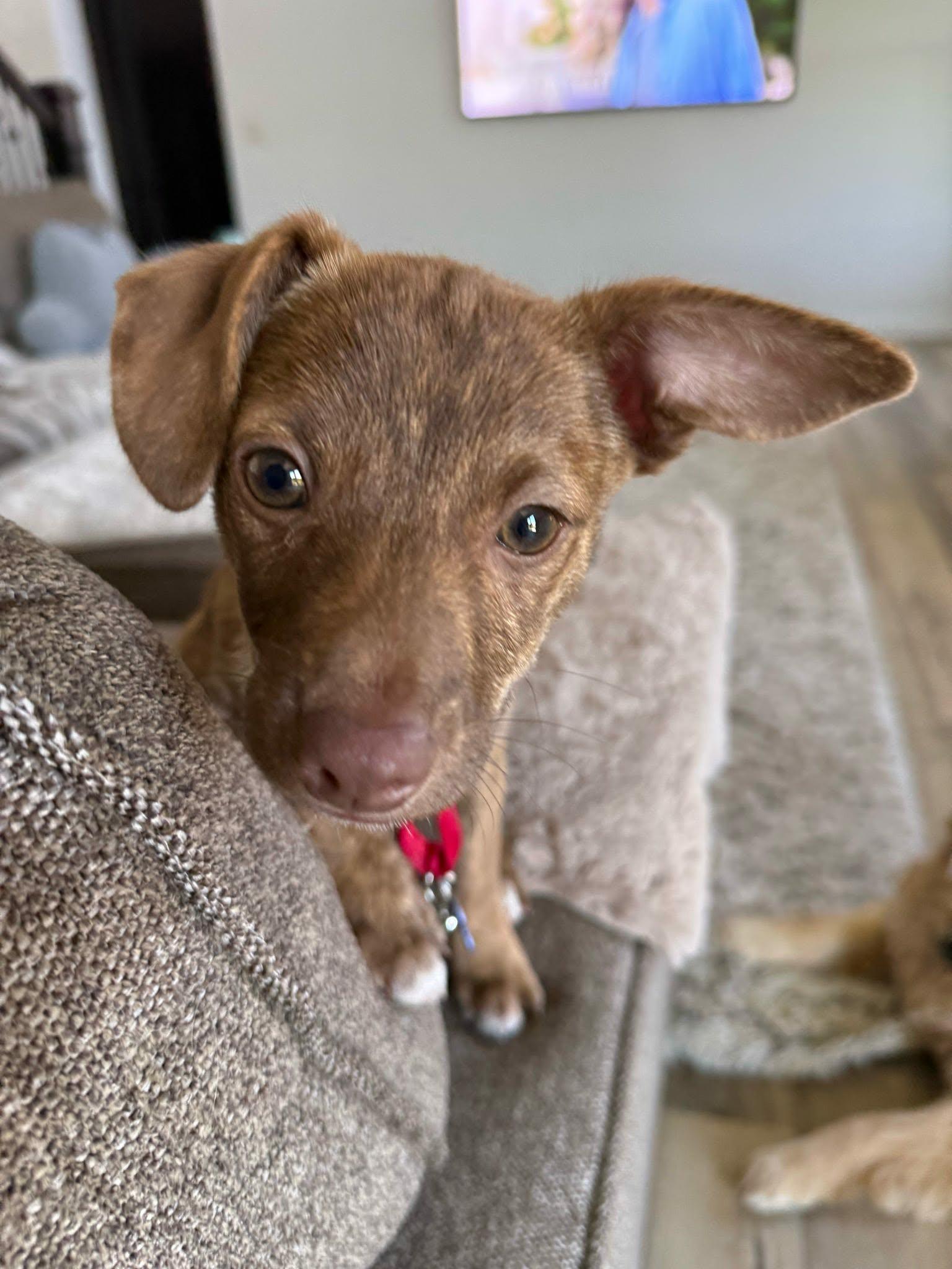 Brayden, an adopted mixed breed in De Pere, WI image 2/5