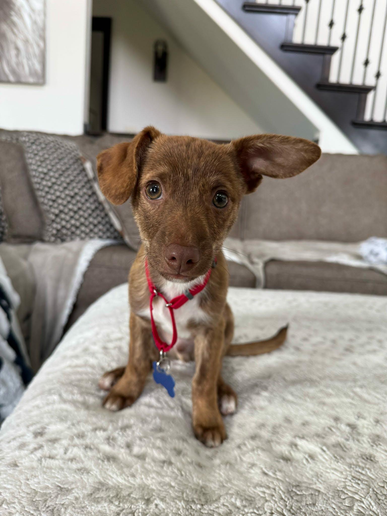 Brayden, an adopted mixed breed in De Pere, WI image 3/5