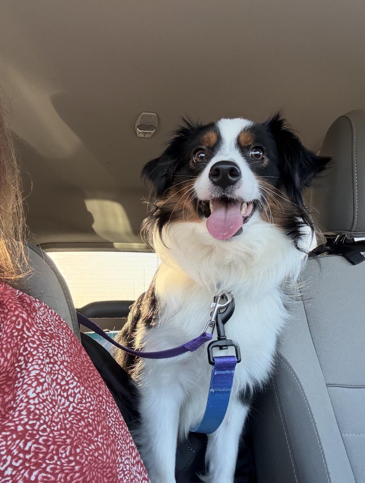 Enlarge Ellie , a Adoptable Australian Shepherd in Baton Rouge, LA image 2/5