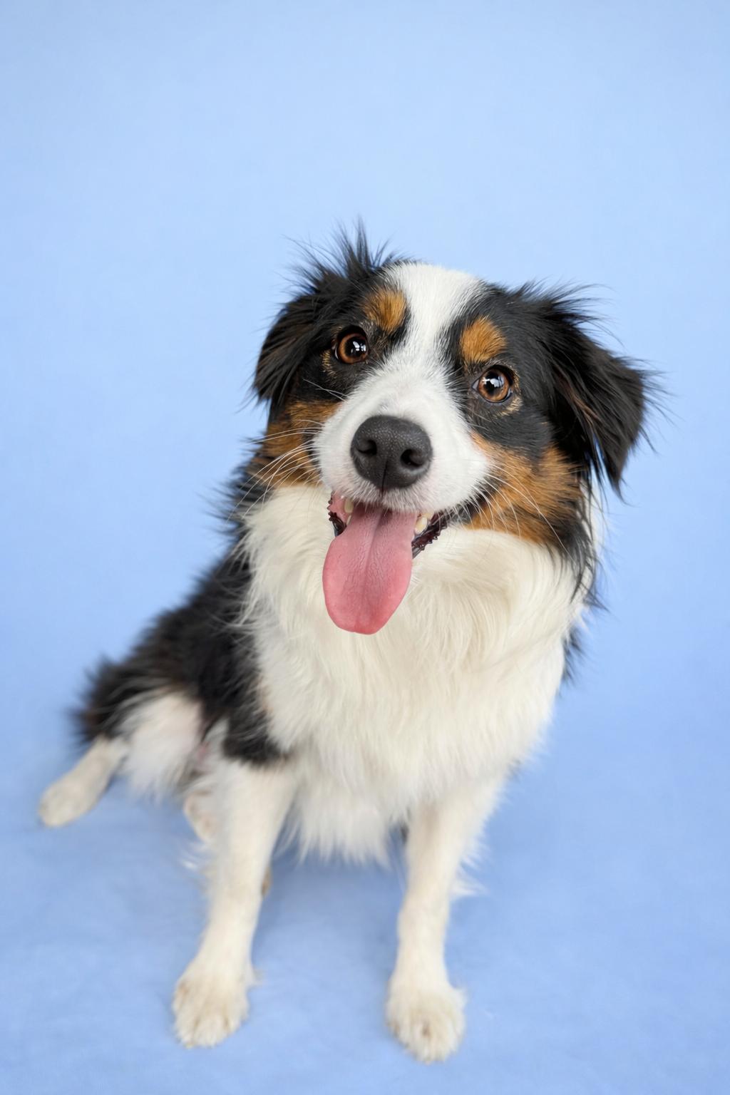 Ellie , Adoptable, Young Female Australian Shepherd.