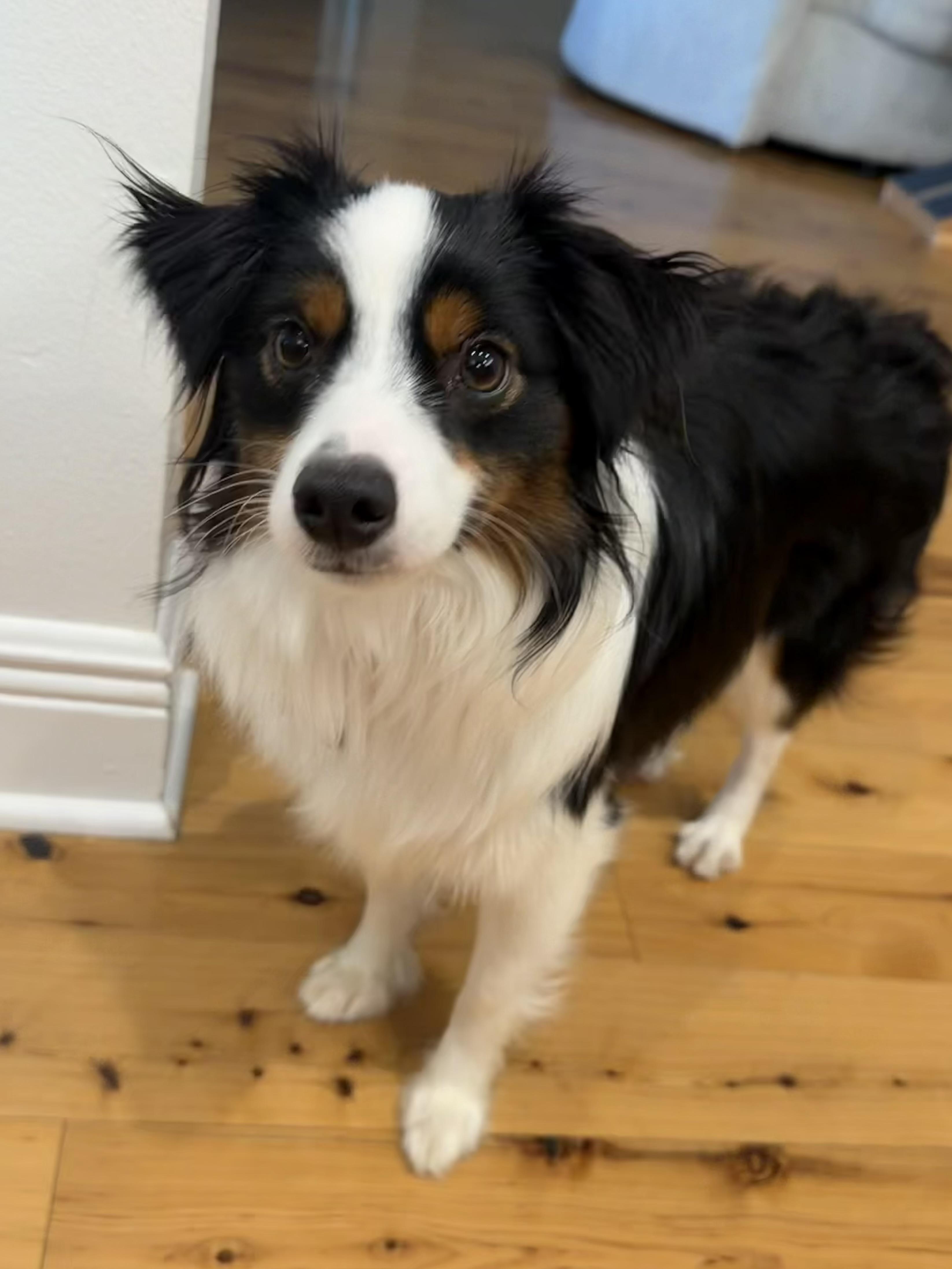 Enlarge Ellie , a Adoptable Australian Shepherd in Baton Rouge, LA image 4/5