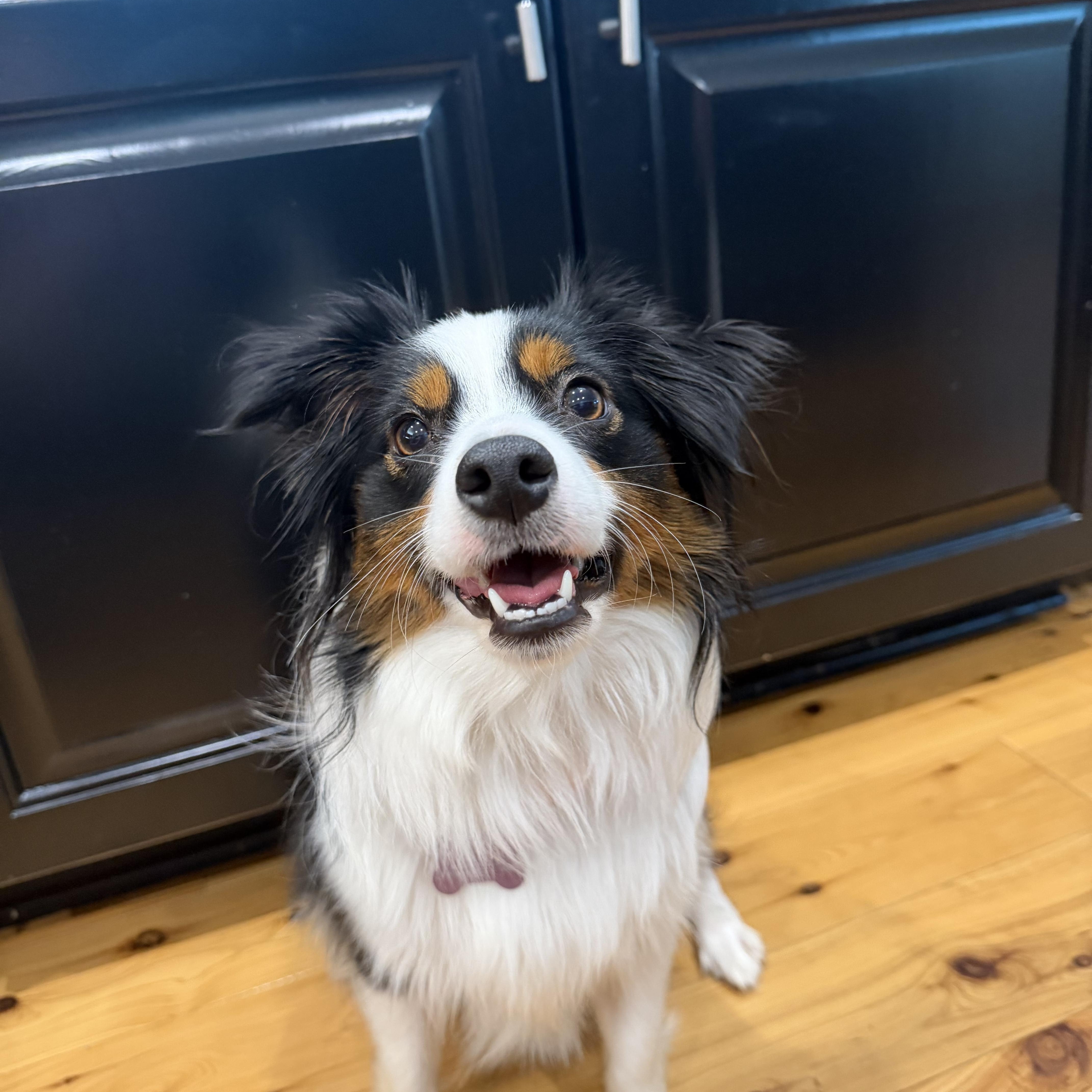 Enlarge Ellie , a Adoptable Australian Shepherd in Baton Rouge, LA image 3/5