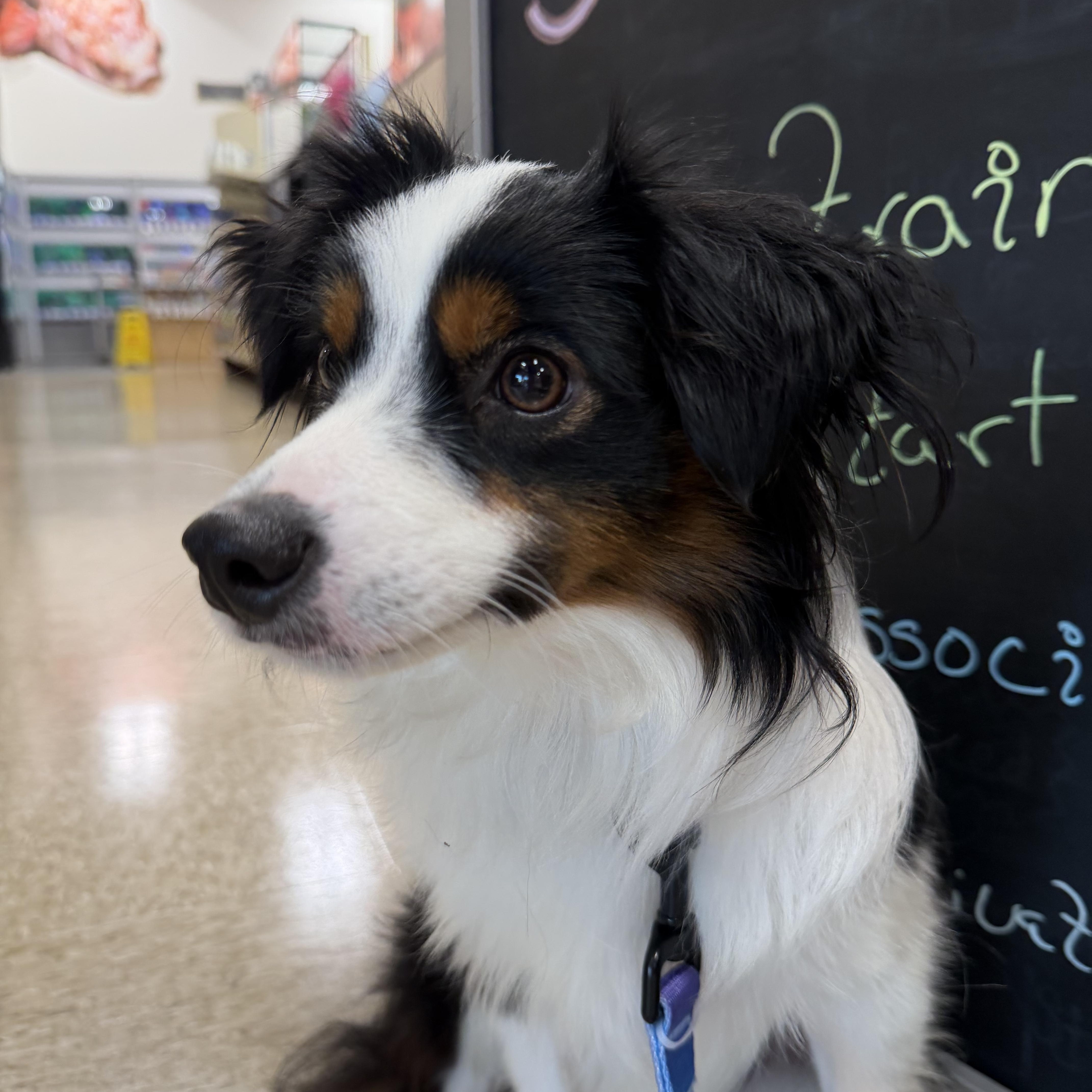 Enlarge Ellie , a Adoptable Australian Shepherd in Baton Rouge, LA image 5/5